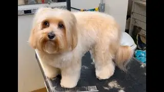 Scissored Teddy Bear Haircut