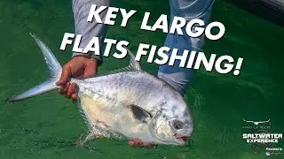Permit On Rays and Baby Tarpon | Saltwater Experience