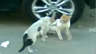 معركة شرسة بين 2 قطاوة  cat vs cat