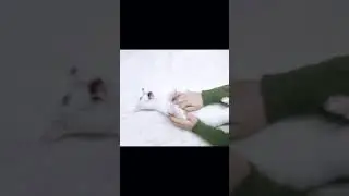 When we tickle the cat more