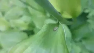 Insect shoots sparks out his butt