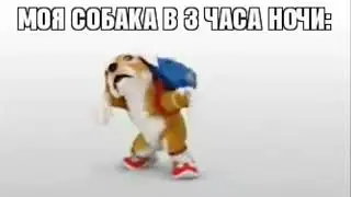 твоя собака в 3 часа ночи:
