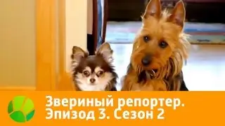 Звериный репортер. Эпизод 3. Сезон 2 | Живая Планета
