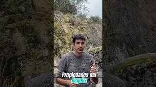 Propiedades medicinales del REGALIZ (Glycyrrhiza Glabra)
