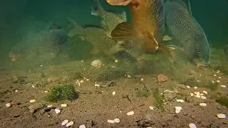 Underwater Ronnie Rig Fishing with Pack Bait/Method for Carp