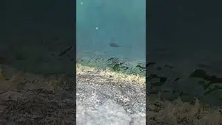 Рыбка - Дедеркой 31.08.2024