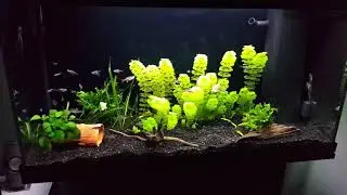 juwel aquarium