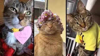 Funny and cute CATS 🐱Videos🔶 Сompilation # 36🔶