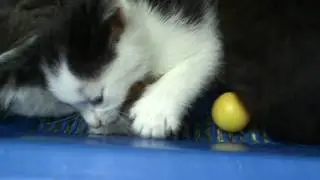 Котята кушают мясо