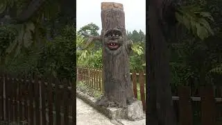 pohon hantu😱 