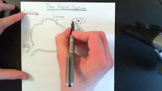 The Visual System Part 1