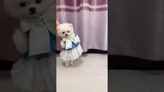 Cute Pomeranian #cutepuppies#ytshorts #shorts#youtubeshorts#shortvideo#funny#entertainment#subscribe