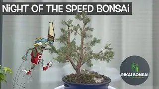 Rikai Bonsai || Night of Speed Bonsai
