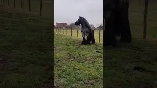 funny and beautiful horses #funnyvideo