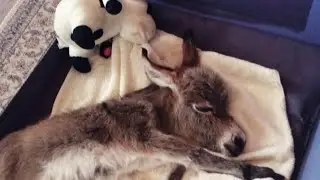 The donkey grew up with the dogs. Just look-he thinks he's a dog.