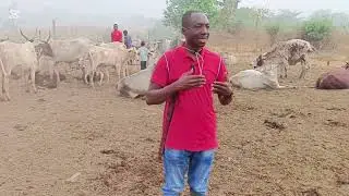 Stocktaking: Take stock (count) of your livestock and other businesses regularly.