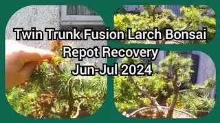 Twin Trunk Fusion Larch Bonsai Repot Recovery June   July 2024