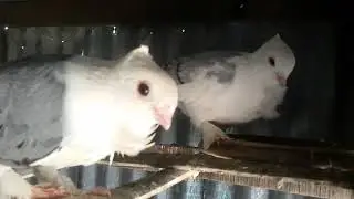 kobutorer dim parar lokhon \ #pigeon #viral @Sumon.Bappy.6M