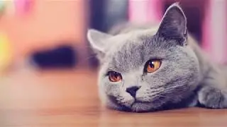 Очень Красивые Кошки!