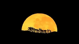Moonset Tree Silhouettes