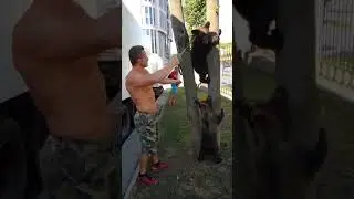 Медведи на прогулке. Часть 3. Bears to walk.Part 3.