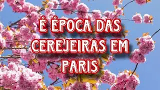 É ÉPOCA DAS CEREJEIRAS EM PARIS