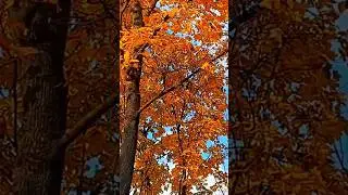 🧡..МИНУЛА ОСІНЬ..🍁🍂