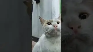 #cat