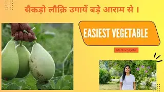 सैकड़ो लौकी उगाए आसानी से / How to grow Bottle Gourd very easily / #bottle gourd #kitchengardening