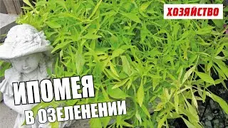 Ипомея батат (Ipomoea batatas) – новинка для тепличного бизнеса