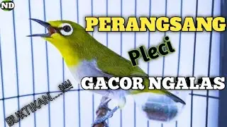 PERANGSANG Pleci Cepat Gacor Ngalas, Bikin SEMUAN pleci Ramai BERSAUTAN Haya sekali Dengar