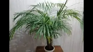 Повышение влажности #Increaseinhumidity Полезные растения #Healthyplants