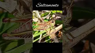 saltamonte