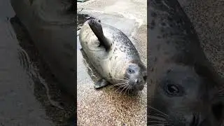 #shorts #shortvideo  🌊🌊