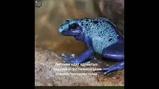 ЗЕЛЕНУШКИ и КРАСНУШКИ во всей КРАСЕ