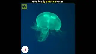 Unique Animals 😱 जिन्हें देखकर चौंक जाओगे 