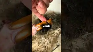 Why Beavers Must Gnaw Or Die