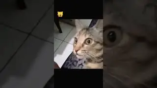 Слабонервным не смотреть! 🙀 #котики #котыправятмиром #котикитакиекотики