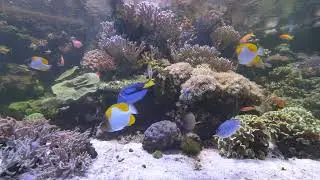Aquarium 