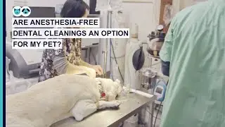 Are Anesthesia Free Dental Cleanings an Option for My Pet?