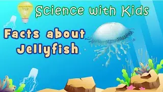 Facts about Jellyfish - Science with Kids