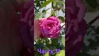Ч.11 Обзор роз с названиями #огород #рекомендации #обзор #розы #саженцы #распаковка #капельныйполив