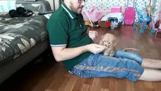 Команда сидеть, вальс, off. Начало. Как часто надо заниматься с щенком?!