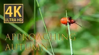 Approaching autumn in 4K video