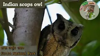 Indian scops owl | Kanha National Park