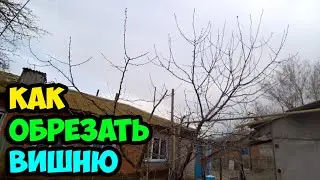 Как обрезать взрослую вишню, сильно загущенную волчками после прошлогодней обрезки кроны в 2021