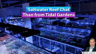 Saltwater Reef Chat with Than from Tidal Gardens - Live Q&A