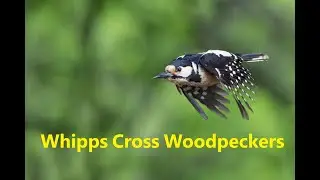 Whipps Cross Woodpeckers