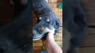 Хороший охранник #собака #dog #dogs