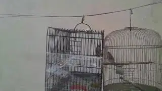 Седоголовыйе щегли саьба